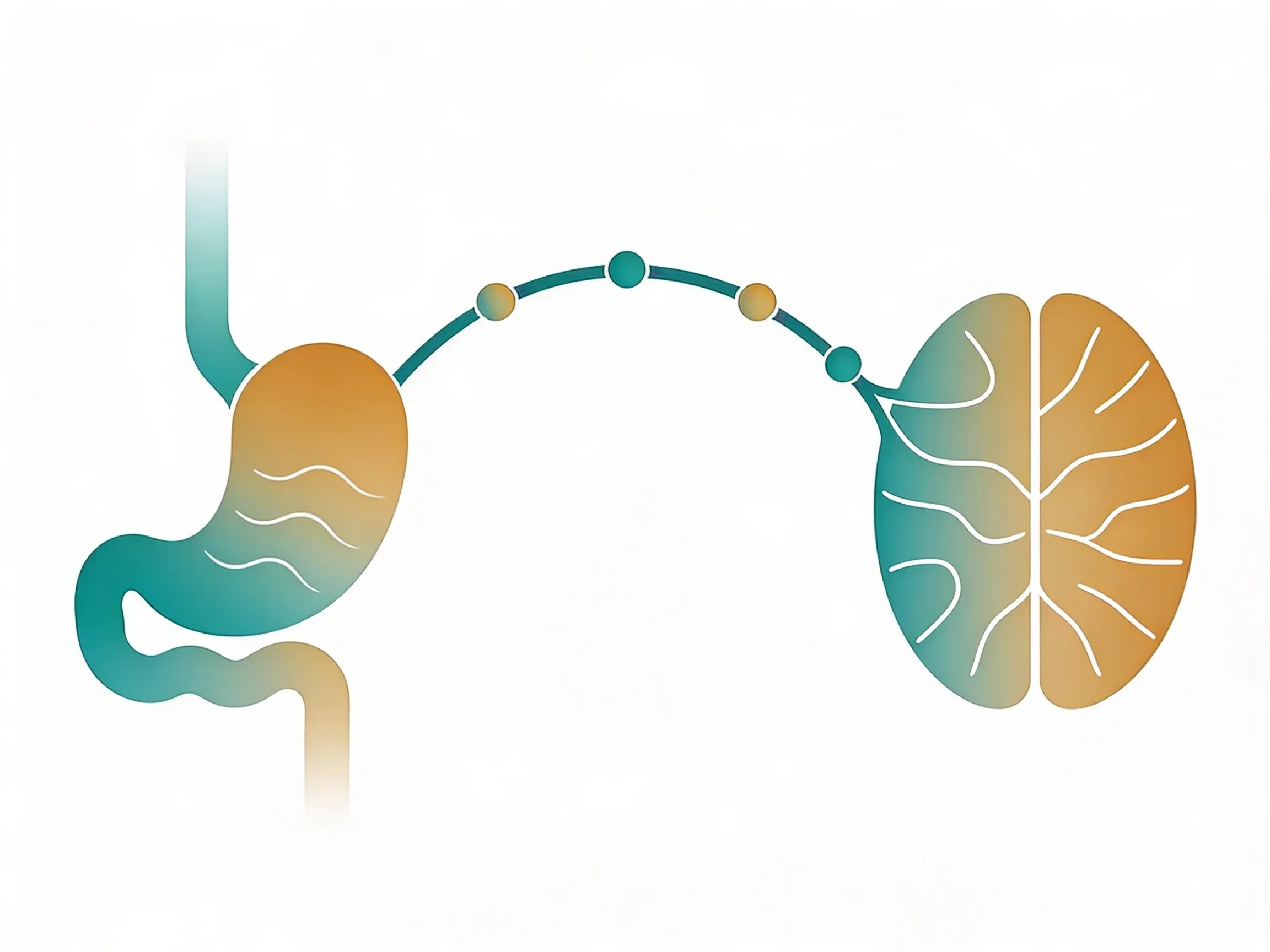 Hero image for How Your Gut and Brain Talk Through the Vagus Nerve