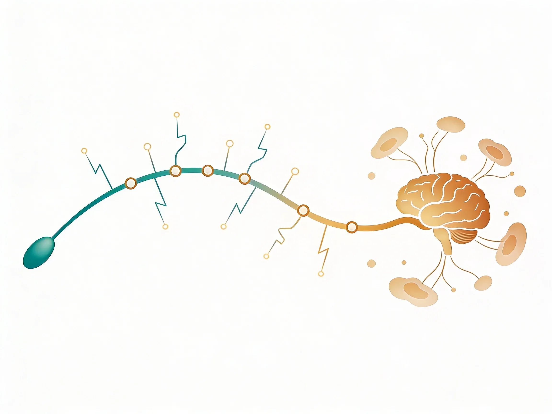 How Does Vagus Nerve Stimulation Work? A Simple Guide