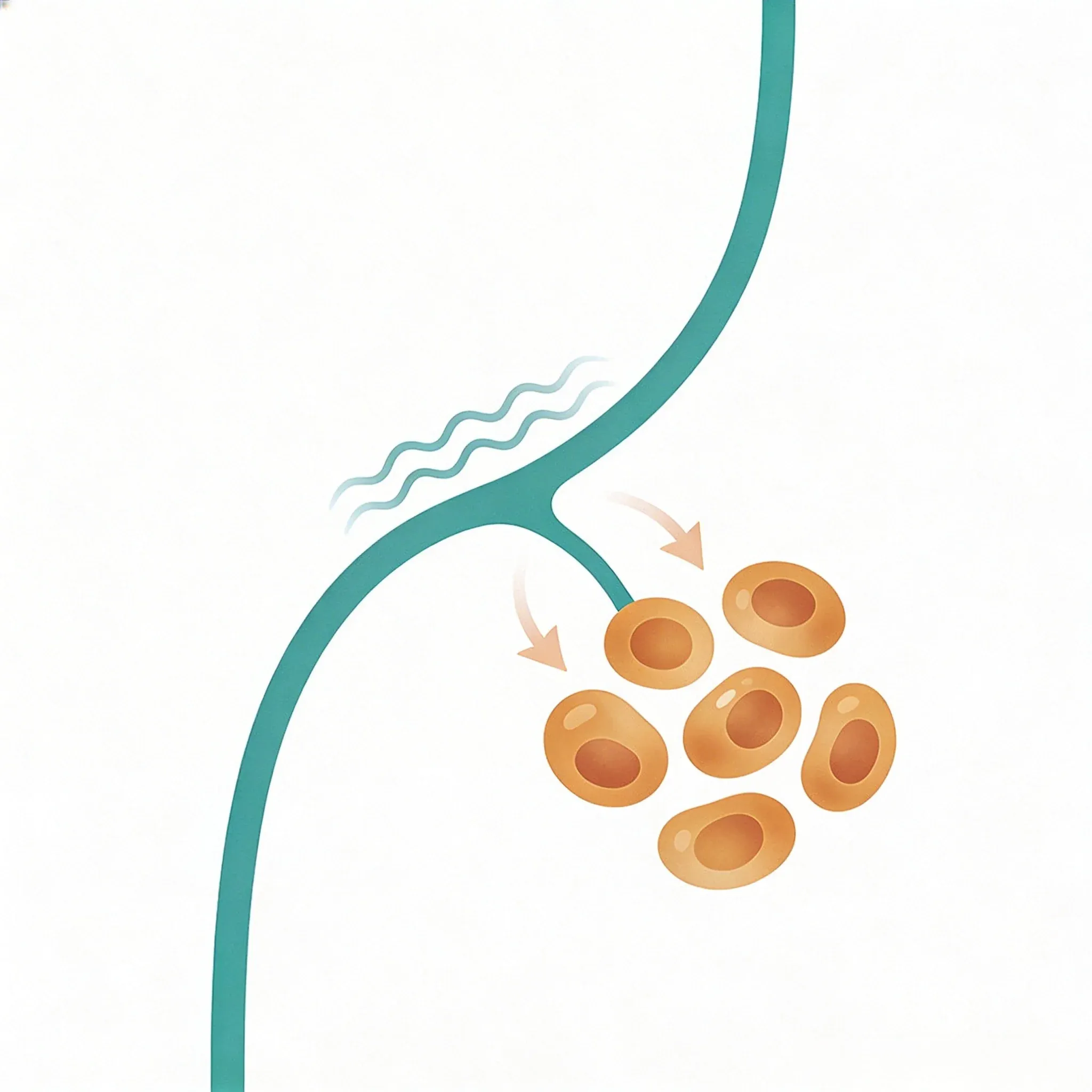 Hero image for What Research Shows About Your Vagus Nerve and Autoimmune Health