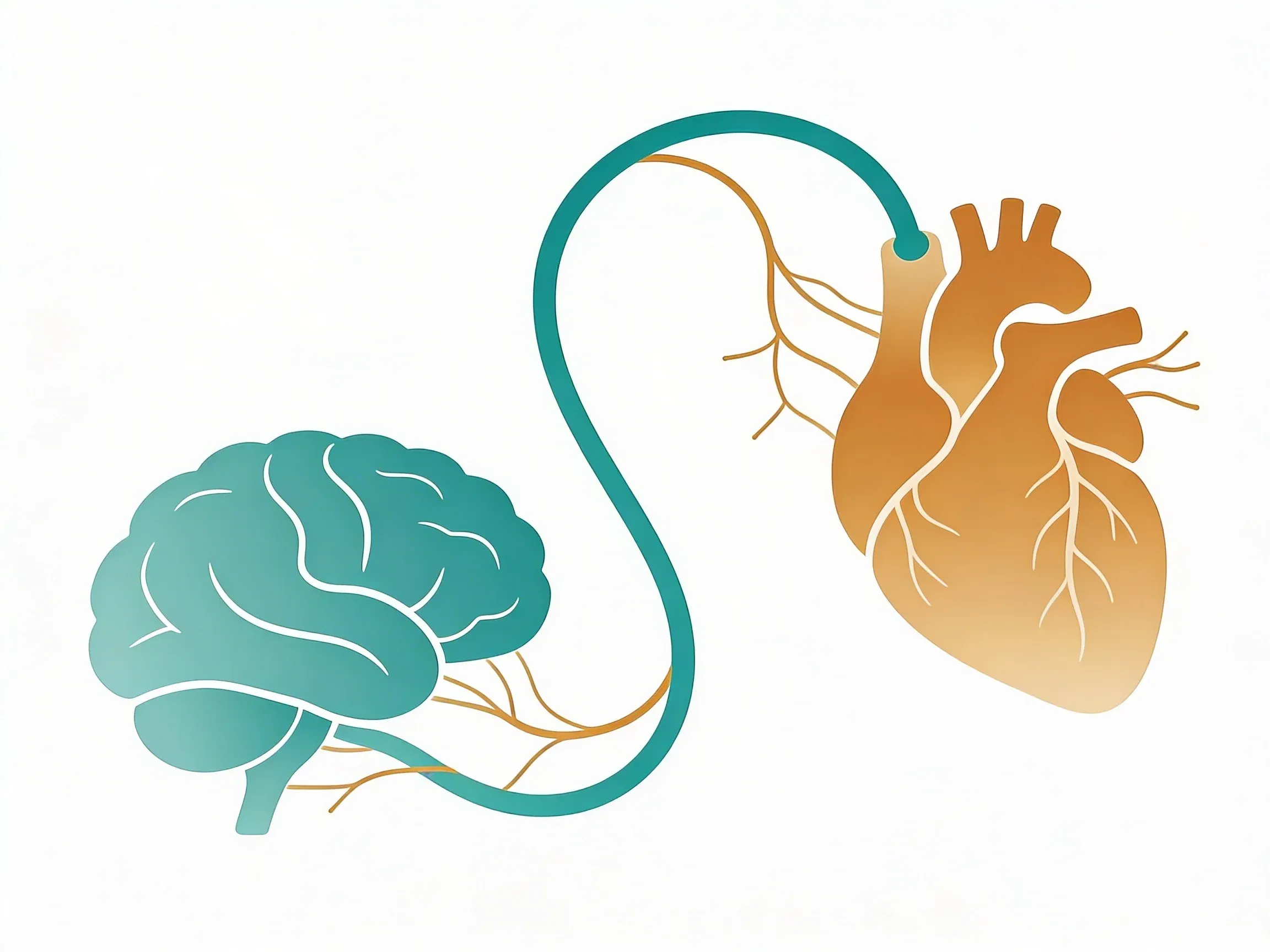 Hero image for How Your Vagus Nerve Controls Every Heartbeat and Blood Pressure Spike