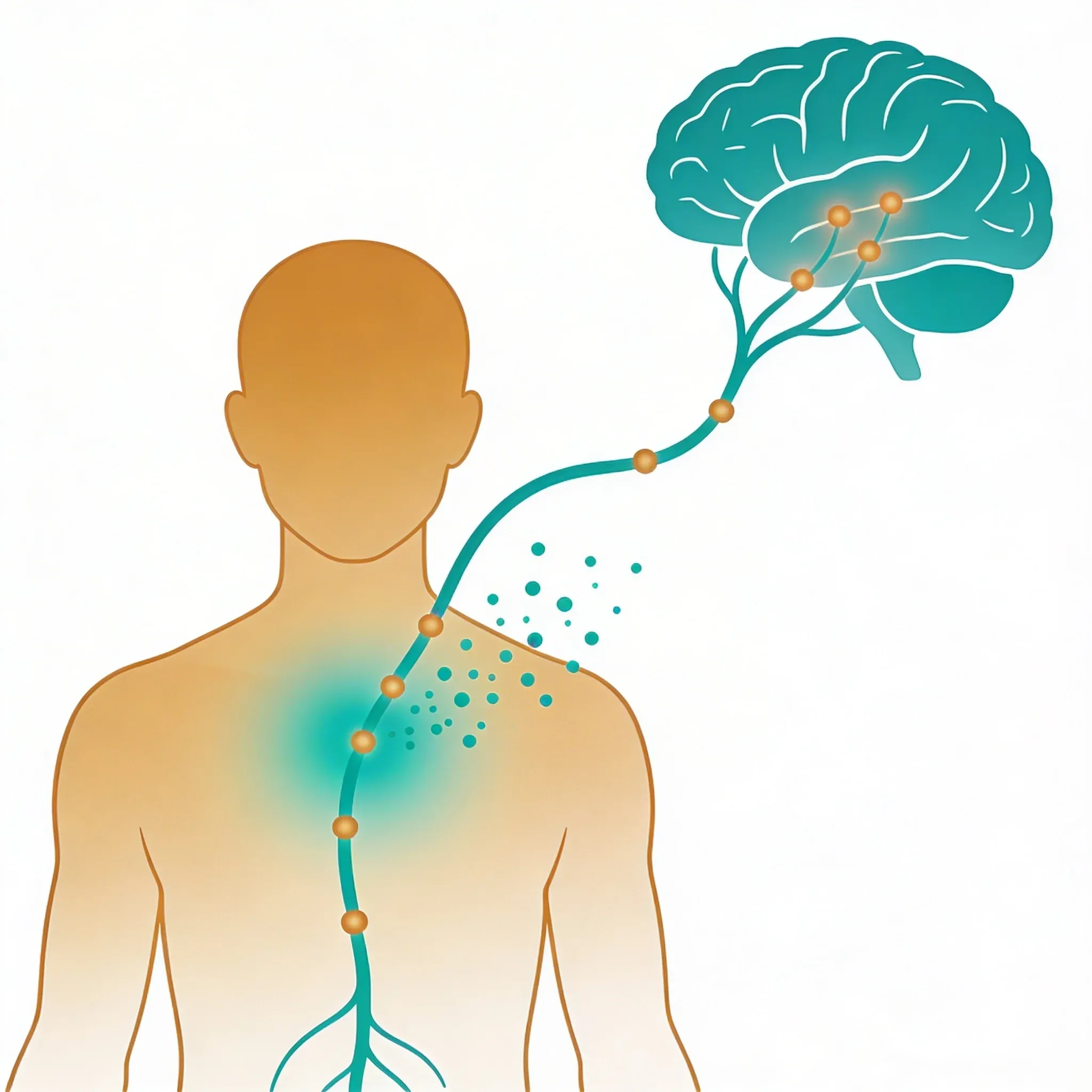 Hero image for How Your Vagus Nerve Controls Pain Signals in Your Brain