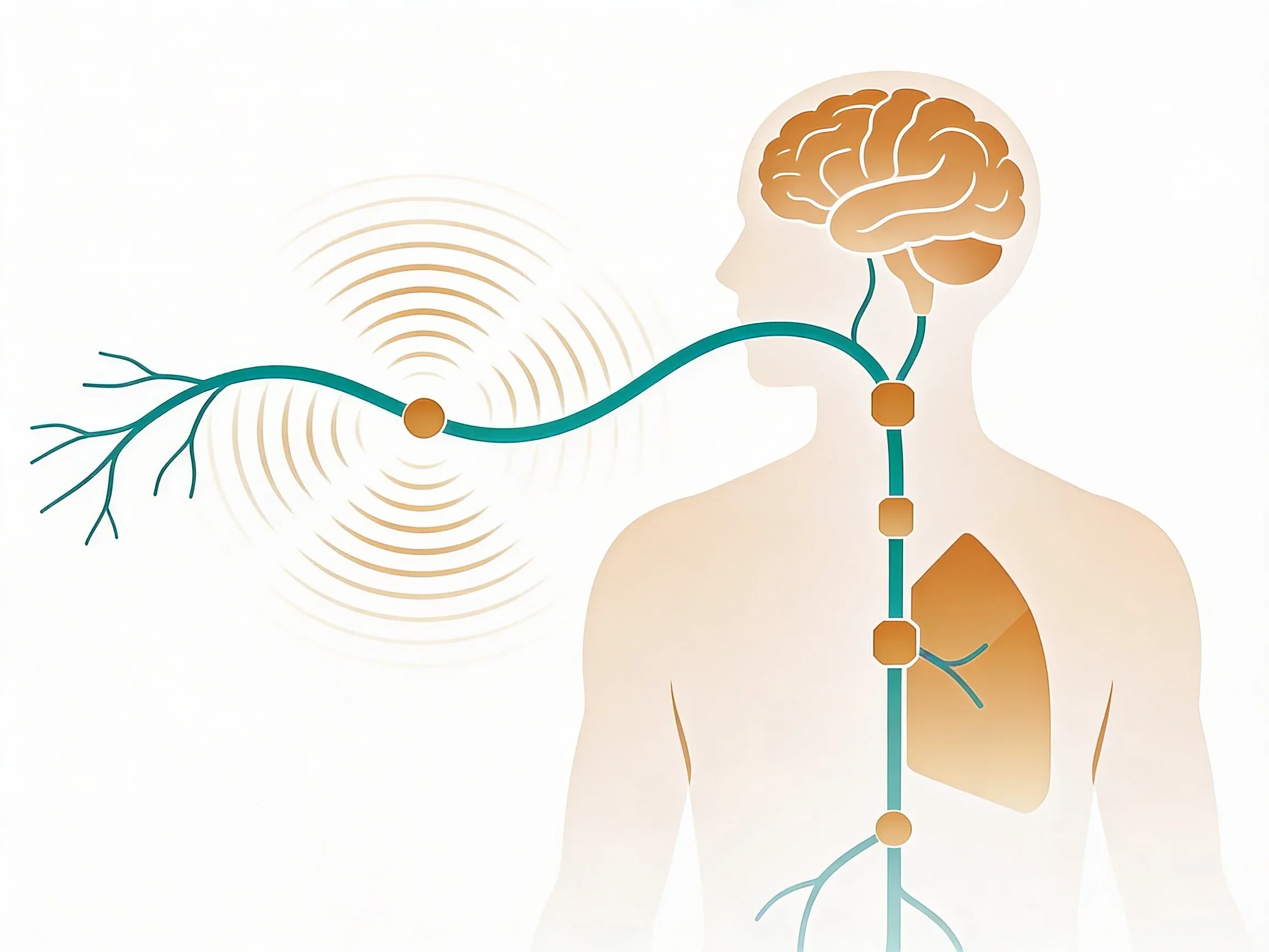 Hero image for How Your Vagus Nerve Creates Instant Calm in Your Body